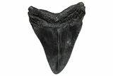 Juvenile Megalodon Tooth - South Carolina #332194-1